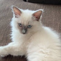 ちいさくて可愛かった『ラグドールの子猫』が成長すると……驚きのビフォーアフターに「同じ猫！？」「可愛い部分が多くなった」と８万表示