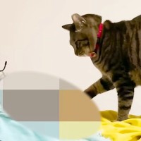 普段は“パパに甘えない”猫…早朝にだけ『ありえないほどの豹変っぷり』に胸キュン「幸せのモーニングコール」「スリスリペシペシかわいすぎ」