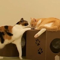 飼い主が寝ている間の猫たちを『モニタリング』した結果…あまりにも予想外な『衝撃の事件』に「撮れ高すぎるｗ」「めっちゃ笑ったｗｗ」