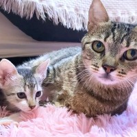 新入り赤ちゃん猫をかわいがる先住猫→愛がエスカレートしてしまい…まさかの『子猫の神対応』が23万再生「優しすぎる世界」「心が洗われた」
