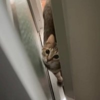 猫と『かくれんぼ』→飼い主がカーテンの裏に隠れたら…思わずニヤける『可愛すぎる遊びの様子』に「賢いし勘がいいね」「毎日したい」の声