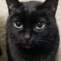 さきいかを欲しがる黒猫→『あげないよ～ん』と煽った結果…まさかの"表情"が388万表示「めっちゃ怒ってるｗ」「ハイライト消すの上手い」