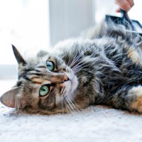 『毛がよく抜ける』と言われる猫種5選　健康面で特に気をつけるべき点も解説