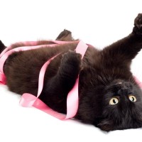 猫の『おもちゃ代わり』に使ってはいけない危険なもの6選　思わぬ事故につながることも