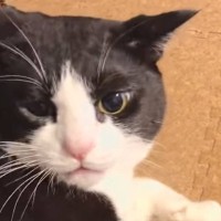 『ごはんが好きすぎる猫』を撫でていたら…『まさかの鳴き声連発』が可愛すぎると32万再生「確かに聞こえるｗ」「たくさん食べてｗ」