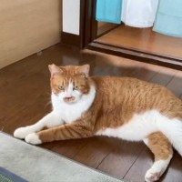 猫に『ねんねしようか？』と声をかけると…『驚きの展開』が話題となり306万表示「普通に会話できててｗ」「ほんとに天才だ」の声
