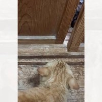 先住猫のことが苦手だった保護猫→時間が経った結果…出会った頃が嘘のような『現在の光景』に「信じられない」「本当の兄弟のよう」の声