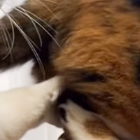 メンズ猫が熟女猫のおしりを触ってしまった結果…『まさかのやり取り』が面白すぎると110万再生「オールバックで大爆笑」「声だして笑った」