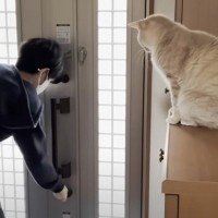 新学期が始まった息子を『お見送りする猫』→１週間密着してみたら…あまりにも『健気な姿』に「見つめる目が乙女すぎるｗ」「愛が伝わる」