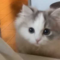 『猫が絶対に反応する音』は本当に来るの？気になって聴かせてみた結果…思わず驚いた『まさかの光景』が77万再生「なんて可愛さ」