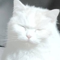 「まるで神様の使い」目をつぶり、そっと佇んでいる真っ白な猫→あまりにも『神々しい姿』が話題となり141万表示の反響「後光がさしてる」