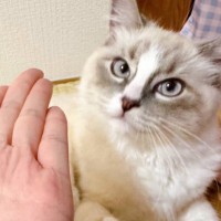 『何かを吐き出した猫』→確認してみたら……思いがけない『贈り物』に13万いいね「ドヤ顔なのかわいい」「いいなぁ〜！！」とSNSで話題に