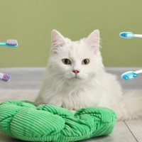 愛猫の『口内ケア』が大切な3つの理由とお手入れ方法　お口のトラブルは心臓病の原因にも？