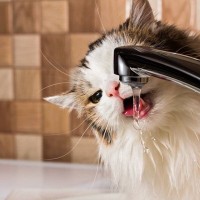 愛猫が『あまり水を飲まない』ときの対処法3選　1日どのくらいの水分量を摂るのが正解？