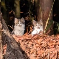 民家の裏山で"母猫が吐き出したフードを食べていた"子猫を保護…完全に想定外だった『驚きの結末』が８万再生「目頭が熱くなった」「愛だね」