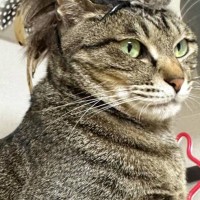 『猫をカッコよくするアイテム』を自作してみた結果…まさかの"雰囲気"に「カッコよすぎたｗ」「声がでるほど笑った」と11万表示の反響