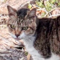 高齢で歯がない状態、『頑張って生き抜いた野良猫』が保護された結果…涙あふれる『現在の様子』に反響「泣けてきた」「ありがとう」