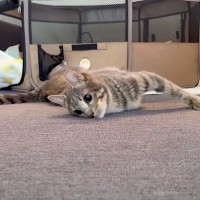 “歩けない”１歳の猫→パパが「おいで」と呼んだ結果…一生懸命『呼びかけに応えようとする姿』に涙「元気をもらいます」「本当に強い子」