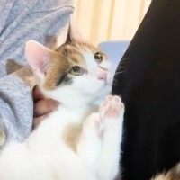 里親さんの元へと巣立っていった猫たち→初日に見せた『とんでもない姿』に吹き出す人が続出「芸術的ｗ」「初日で！？大物になるねｗ」
