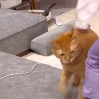 ５歳の女の子と遊んでいたら、“力加減を間違えてしまった”猫…あまりにも『意外すぎる態度』に「なんて愛おしい」「みんないい子」と22万再生