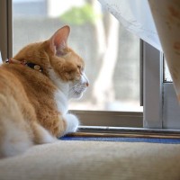 猫がいる部屋の『空気の入れ替え』で起こる危険なトラブル3つ　安全な換気のためのアドバイスも