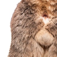 猫の『お尻がニオう』のは異常のサイン？考えられる4つの原因とお手入れ法