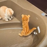 浴槽から出てくれない猫たち→『お湯』を出してみたら…想像以上の"反応"に爆笑する人続出「可愛すぎて笑った」「速い速いｗ」の声