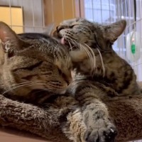 家の中でマーキングが止まらなかった親子猫→見かねた飼い主さんが…素敵すぎる『まさかの決断』に「本当に素晴らしい」「カッコいい」と27万再生