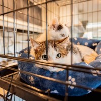 猫の暮らしに『ケージ』は必要？あると役立つ4つの理由　選び方や中に入れるべきアイテムも解説