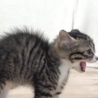 『未知との遭遇』保護子猫を先輩猫と会わせてみた結果…ニヤニヤが止まらない『可愛すぎる反応』が12万再生「みんな同じ格好でｗ」「大爆発ｗ」