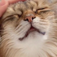 猫の"撫でられたいとき"と"気分じゃないとき"の表情を比較してみたら…まさかの差に3万いいね「顔が全然違うｗ」「不満げながらもｗ」