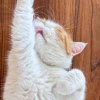 謎の高熱で休んでいた娘が回復→学校に行くのを見送って『リビングに戻ったら』、猫が…まさかのポーズに3万いいね「CMきちゃう」「笑った」