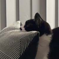 "思わず二度見"猫がテレビを見ていると思ったら、完全に予想外の格好で……『まさかの姿』に驚きが隠せないと14万いいねの大反響