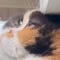 『頭押しつけすぎでは…』窓際にいる猫を見てみると→爆笑必至の光景が171万表示「ちょっと心配になるレベル」「カレイみたいｗ」