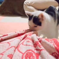 寝ようとしたら、猫がやって来て…次の瞬間→思わず笑っちゃう『まさかの光景』が170万表示「かわいすぎるｗ」「体はってくれたのねｗ」