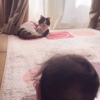 19歳の長寿猫→赤ちゃんが絡んできたときの『対応』が…微笑ましいやり取りの様子が癒されると61万再生「素晴らしい教育ｗ」「なんて優しさ」