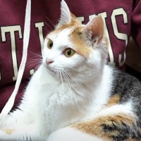 人見知りな三毛猫が…友達が遊びにやってくると→飼い主さんも大嫉妬な『まさかの光景』が20万再生「可愛すぎてやばい」「うらやましい」の声