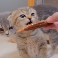 子猫にはじめて『カツオ』を与えてみたら…"想像以上の反応"が可愛すぎると悶絶の声続出！「本当にかわいい」「ぬいぐるみみたい」