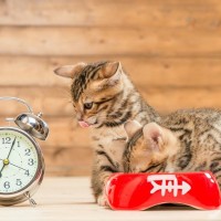 猫の『体内時計』が正確なワケ3選　起きる時間やご飯タイム…猫らの規則正しい生活を支えるのは？