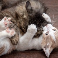 猫同士のニャンプロ、『遊び』か『ケンカ』か？見分けるための3つのポイント　レフリーストップが必要な場合も