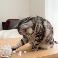 愛猫のあざとかわいい『憎めない行動』4選　困ってもつい許してしまいそうに…