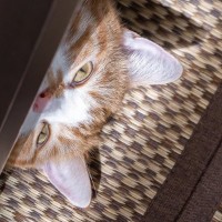 愛猫が『めんどくさがり屋だな』と思う瞬間6選　ダラけた態度も猫ならかわいい！？