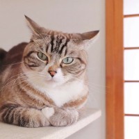 愛猫が飼い主さんに対して『信用できん』と思っているサイン3選　どんなことがきっかけで絆が壊れる？