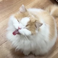 昼食の準備をしていたら、猫がやって来て…何度も『あっかんべー』しちゃう姿が可愛すぎると４万再生「キュンとした」「いつまでも見れる」