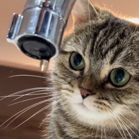 蛇口から出る水が"気になる猫"→水滴が落ちてくると…可愛すぎる『反応』が178万再生「可愛くてループしちゃう」「たまらん」の声