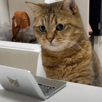 仕事を邪魔する猫に『ミニパソコン』を支給した結果…まさかの"行動"に「立派なビジネスニャン」「控えめに言って天才」と反響