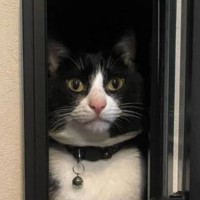 郵便ポストの扉を閉め忘れた結果→猫が……大爆笑必至の"まさかの光景"が35万表示「素晴らしいお届けものｗ」「フィット感に笑った」の声