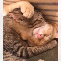 寝ているきょうだいの顔を『ガブッ』っと食べようとした猫…まさかの『可愛すぎる瞬間』が191万再生「愛だね」「美味しそうｗ」