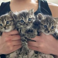 3匹の保護子猫→2匹だけお家が決まったと思ったら…"予想外の展開"に感動が止まらないと反響「ほっこりする話で泣」「めちゃくちゃ嬉しい」