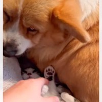 犬の下に何かいると思ったら、子猫が…声をかけてみると→思わずニヤける『可愛すぎる瞬間』が45万再生「呼吸確保してねｗ」「温かいもんね」